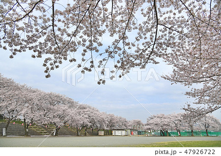 相模川沿い 厚木野球場周辺の桜の写真素材