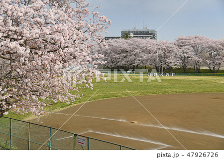 相模川沿い 厚木野球場周辺の桜の写真素材