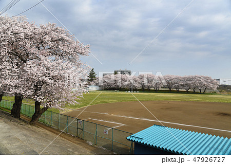 相模川沿い 厚木野球場周辺の桜 相模川沿い 厚木野球場周辺の桜 47926727