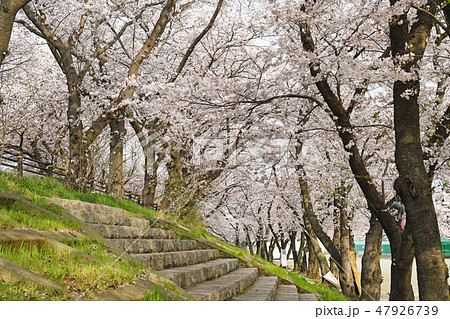 相模川沿い　厚木野球場周辺の桜 47926739