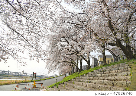 相模川沿い 厚木野球場周辺の桜 相模川沿い 厚木野球場周辺の桜 47926740
