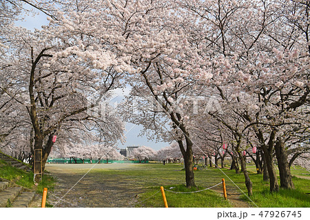 相模川沿い 厚木野球場周辺の桜 相模川沿い 厚木野球場周辺の桜 47926745