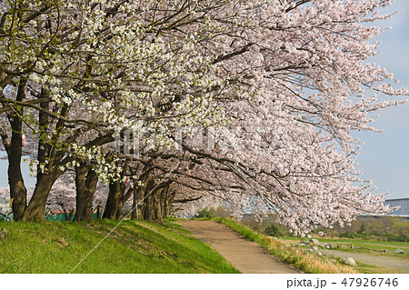 相模川沿い　厚木野球場周辺の桜 47926746