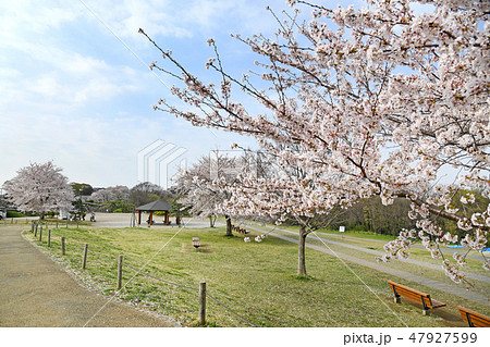 神奈川県海老名市　相模三川公園の桜　 47927599