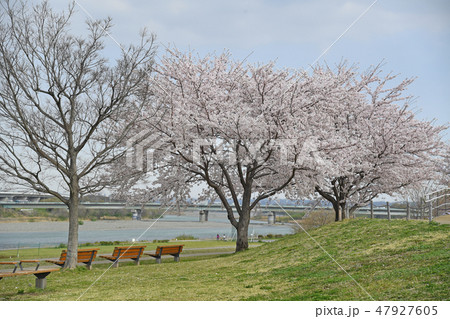 神奈川県海老名市　相模三川公園の桜　 47927605