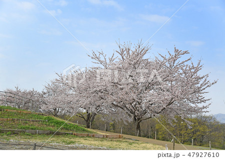 神奈川県海老名市　相模三川公園の桜　 47927610