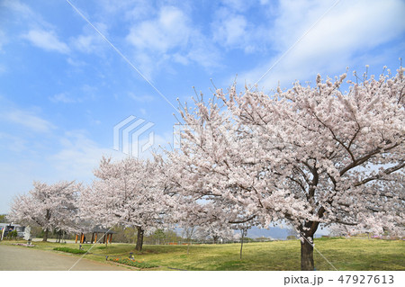 神奈川県海老名市　相模三川公園の桜　 47927613