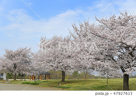 神奈川県海老名市 相模三川公園の桜 の写真素材