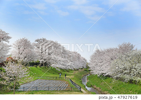 神奈川県海老名市　相模三川公園の桜　 47927619