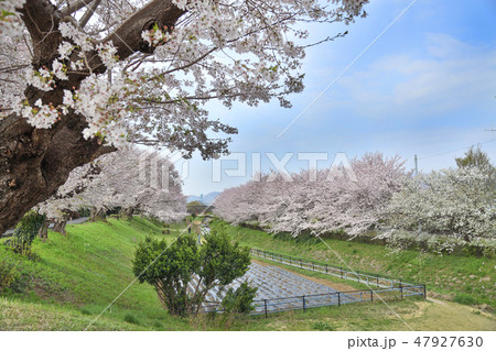 神奈川県海老名市　相模三川公園の桜 47927630