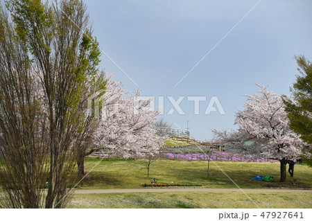 神奈川県海老名市　相模三川公園の桜 47927641