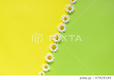 Vertical line chamomiles daisies flowers on yellow and green color paper background in minimal style Vertical line chamomiles daisies flowers on yellow and green color paper background in minimal style 47929194