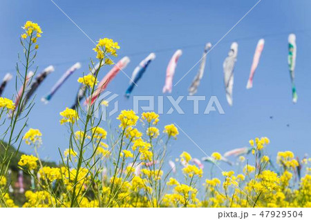 鯉のぼりと菜の花 47929504