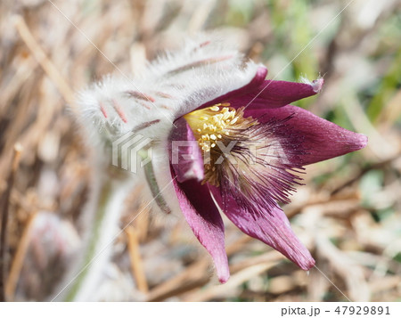 オキナグサ オキナグサ 47929891