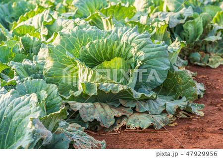 big cabbage in farm 47929956