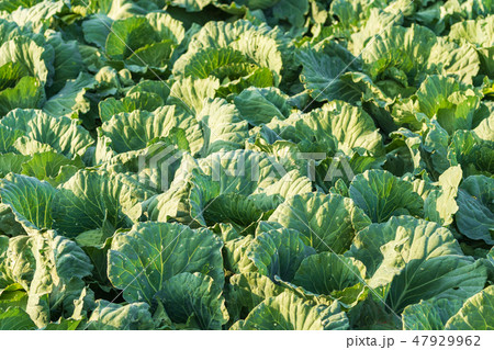 big cabbage in farm 47929962