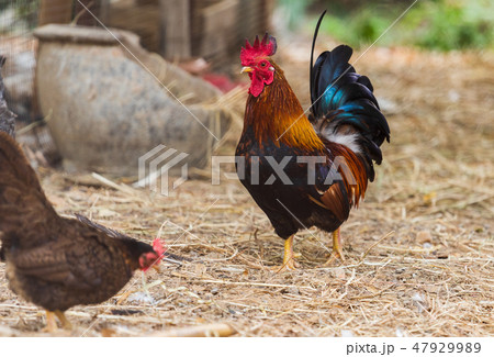 chicken resting in a farm 47929989