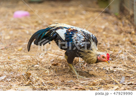 chicken resting in a farm 47929990