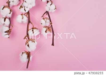 Flat lay of feminine light rose background with branch of cotton flower. Can be greeting card and Flat lay of feminine light rose background with branch of cotton flower. Can be greeting card and 47930255