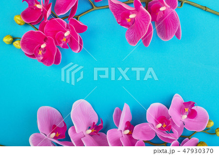 Floral background of tropical pink orchids on blue background. Copy space Floral background of tropical pink orchids on blue background. Copy space 47930370