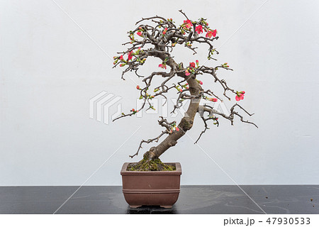 Chaenomeles bonsai tree againt white wall Chaenomeles bonsai tree againt white wall 47930533