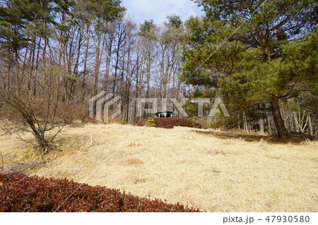 冬の動物公園 47930580