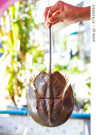 fresh horseshoe crab from seafood store 47930663