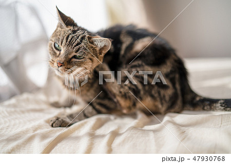 かゆいねこ 47930768