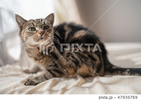 かゆいねこ かゆいねこ 47930769
