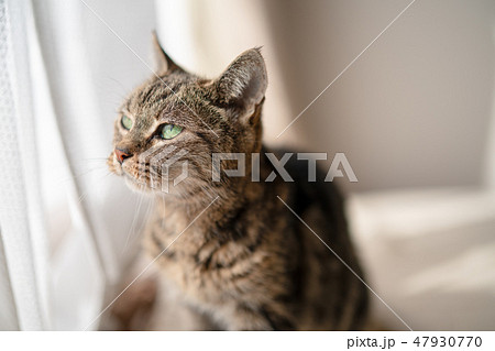 ぬくぬくねこ 47930770