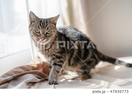 ぬくぬくねこ 47930773