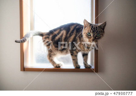 ほのぼの猫 47930777