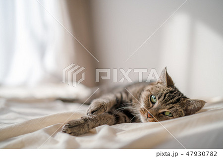 まったり猫 まったり猫 47930782