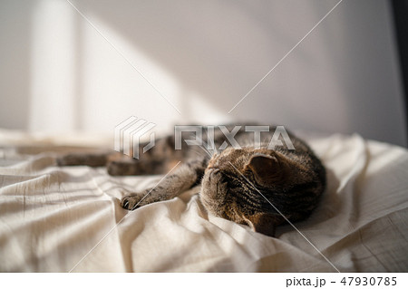 恥ずかしい猫 恥ずかしい猫 47930785