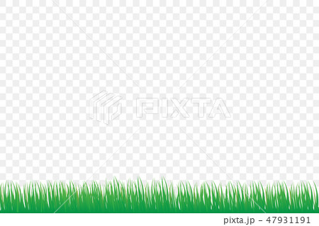 green grass isolate on white background 47931191