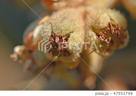 花後のビワ（2月） 47931799