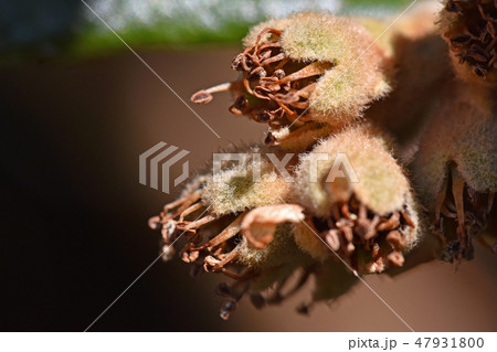 花後のビワ（2月） 47931800