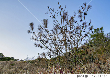 館山砂丘 砂山 松ぼっくり 館山砂丘 砂山 松ぼっくり 47931832