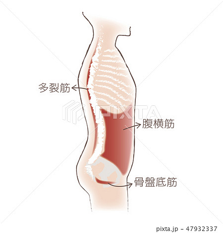 筋説明図のイラスト素材 筋説明図のイラスト素材
