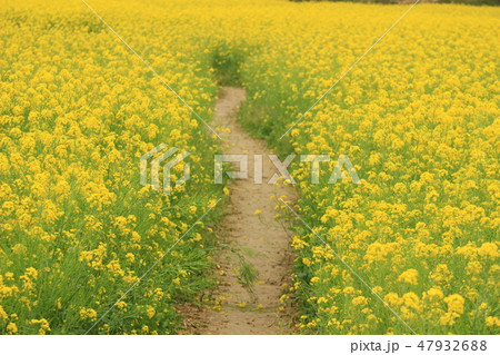菜の花 47932688
