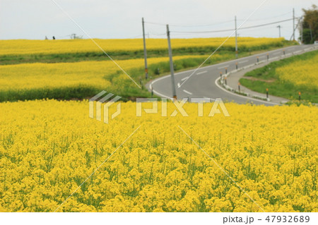 菜の花 47932689