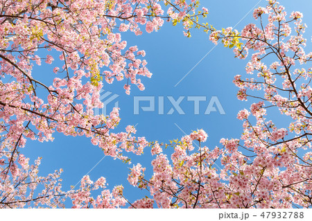 早春　河津桜と青空 47932788