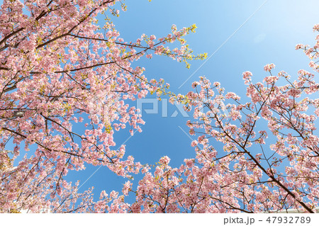 早春 河津桜と青空 早春 河津桜と青空 47932789