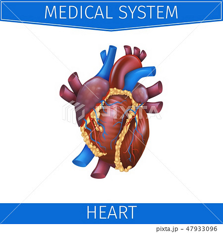 Realistic Vector Illustration Medical System Heart 47933096