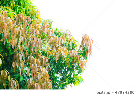 mango tree green leaf and surface light leaves mango tree green leaf and surface light leaves 47934280