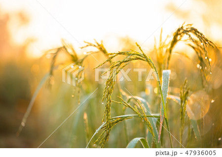 Rice grains in rice fields 47936005