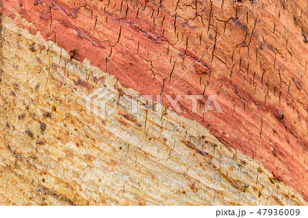 The surface of the rubber tree. The surface of the rubber tree. 47936009