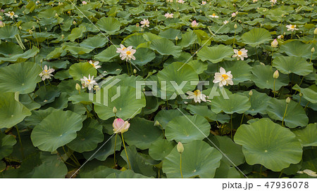 Aerial view of flowering lotuses on the lake 47936078
