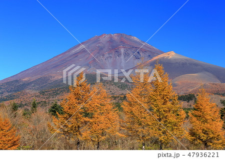 世界遺産 富士山 水が塚公園 紅葉 世界遺産 富士山 水が塚公園 紅葉 47936221