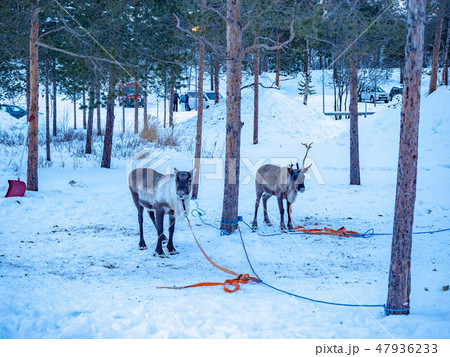 ノルウェーのトナカイ 47936233